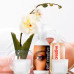 Zelfklevend Removable Polyester Glasheldere Film, Glanzend (MWGF)